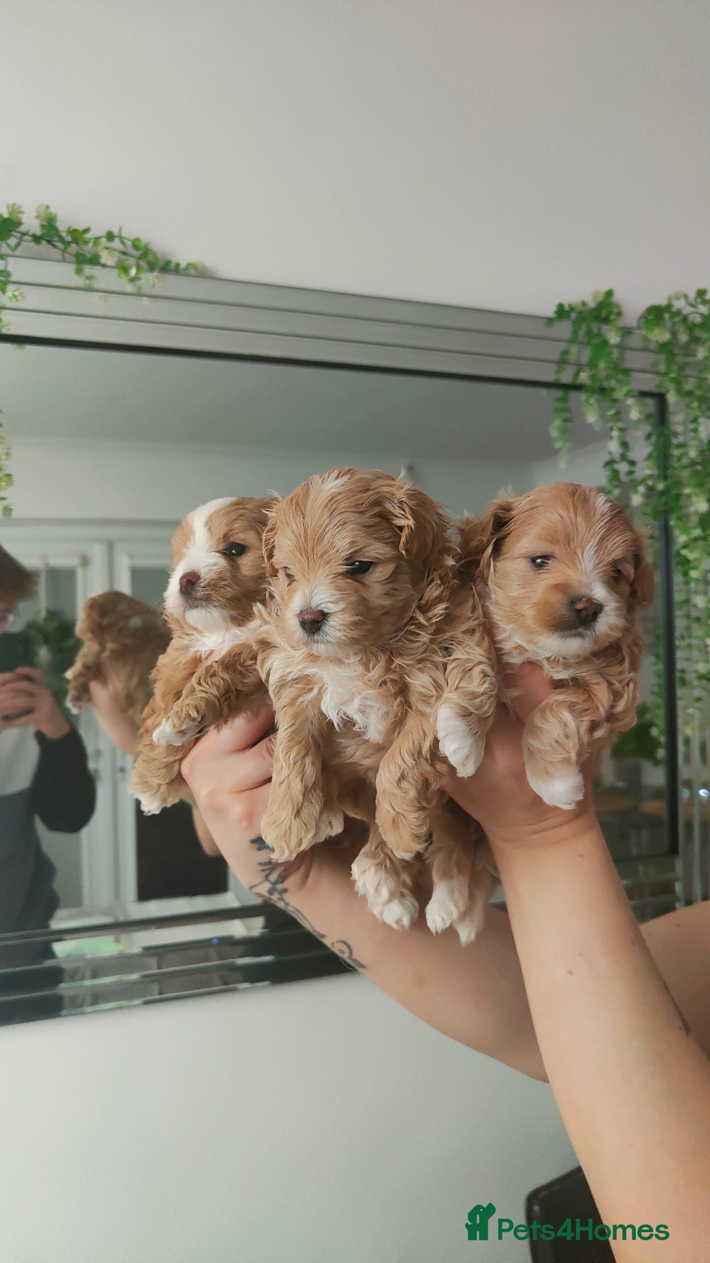 Maltipoo dogs Exclusive F1 Tiny Asian Maltipoo Puppies  - Advert 7