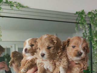 Maltipoo dogs Exclusive F1 Tiny Asian Maltipoo Puppies - Advert 12