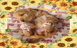 Australian Labradoodle dogs for sale: Stunning red F1b Australian Labradoodle puppies  - Image 1
