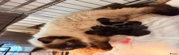 Ragcoon cats for sale: Beautiful Ragcoon kittens 🐾  - Advert 4