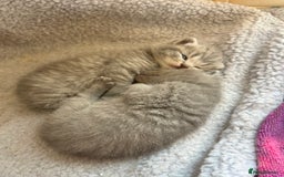 British Shorthair cats for sale: Stunning British Blue Short Hair Kittens - Image 8