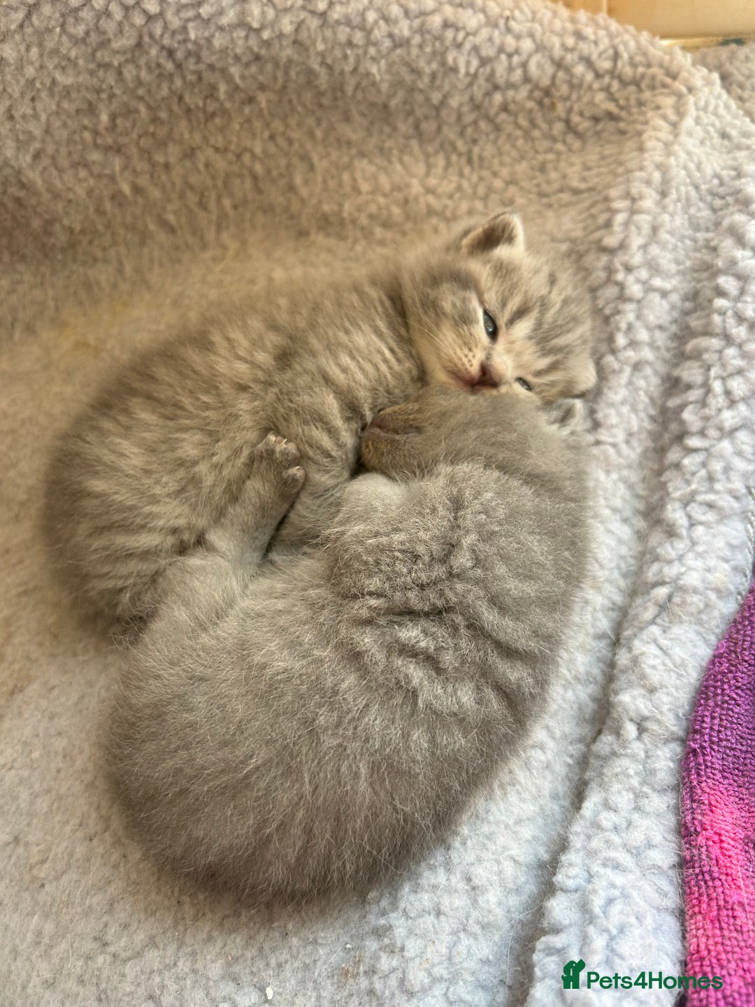 British Shorthair cats for sale: Stunning British Blue Short Hair Kittens - Image 8