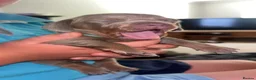 Miniature Dachshund dogs for sale: 2 girls left. Miniature Dachshund KC Puppies!  - Advert 14