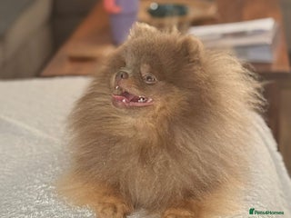 Pomeranian dogs 🐾✨ ** Lilac Tan Proven Stud Available! ✨🐾 - Advert 8