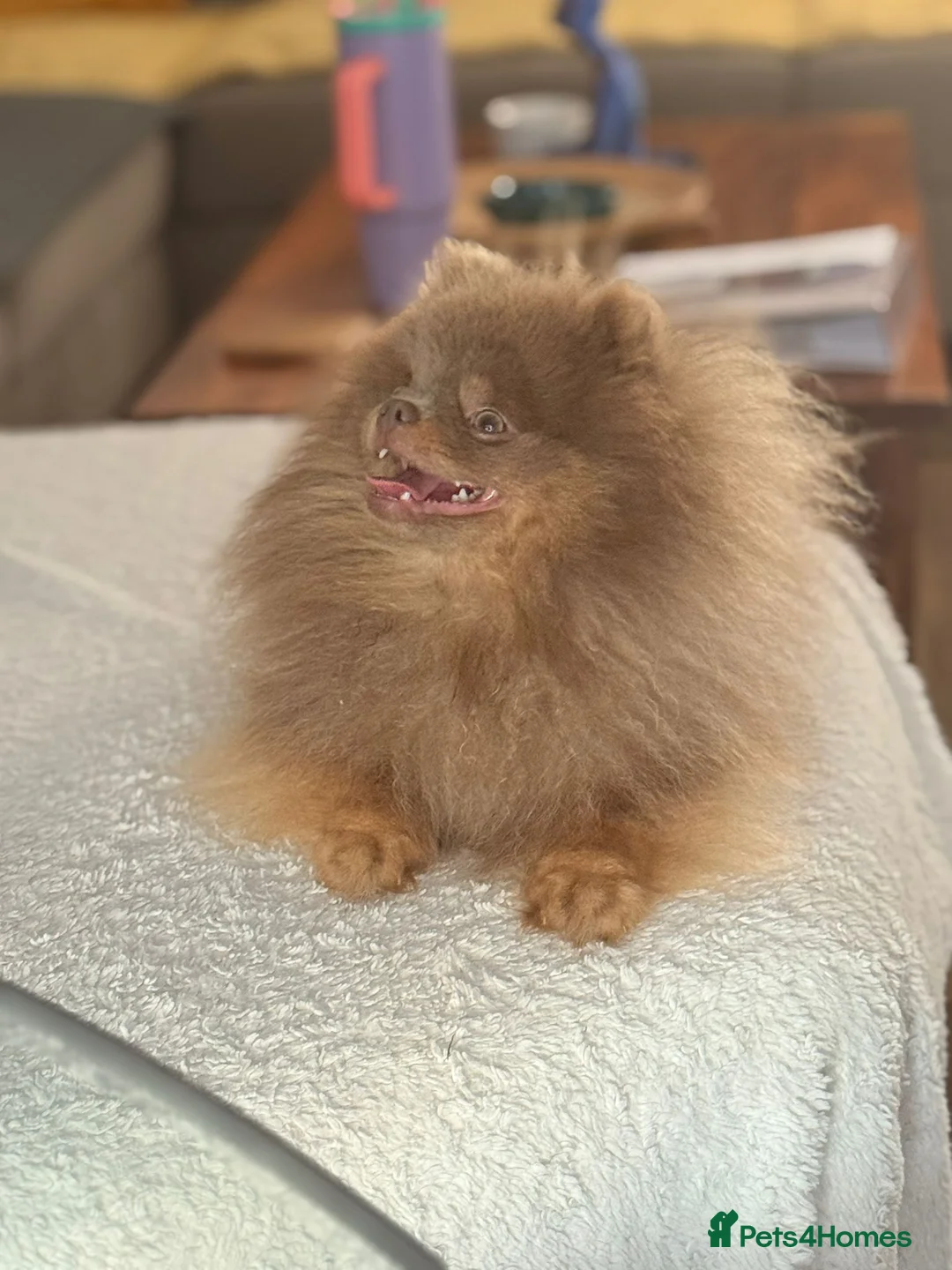 Pomeranian dogs for stud: 🐾✨ ** Lilac Tan Proven Stud Available! ✨🐾 - Advert 5