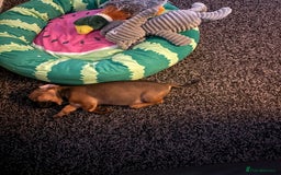Frug dogs for sale: 12 week old frug puppy - Image 2