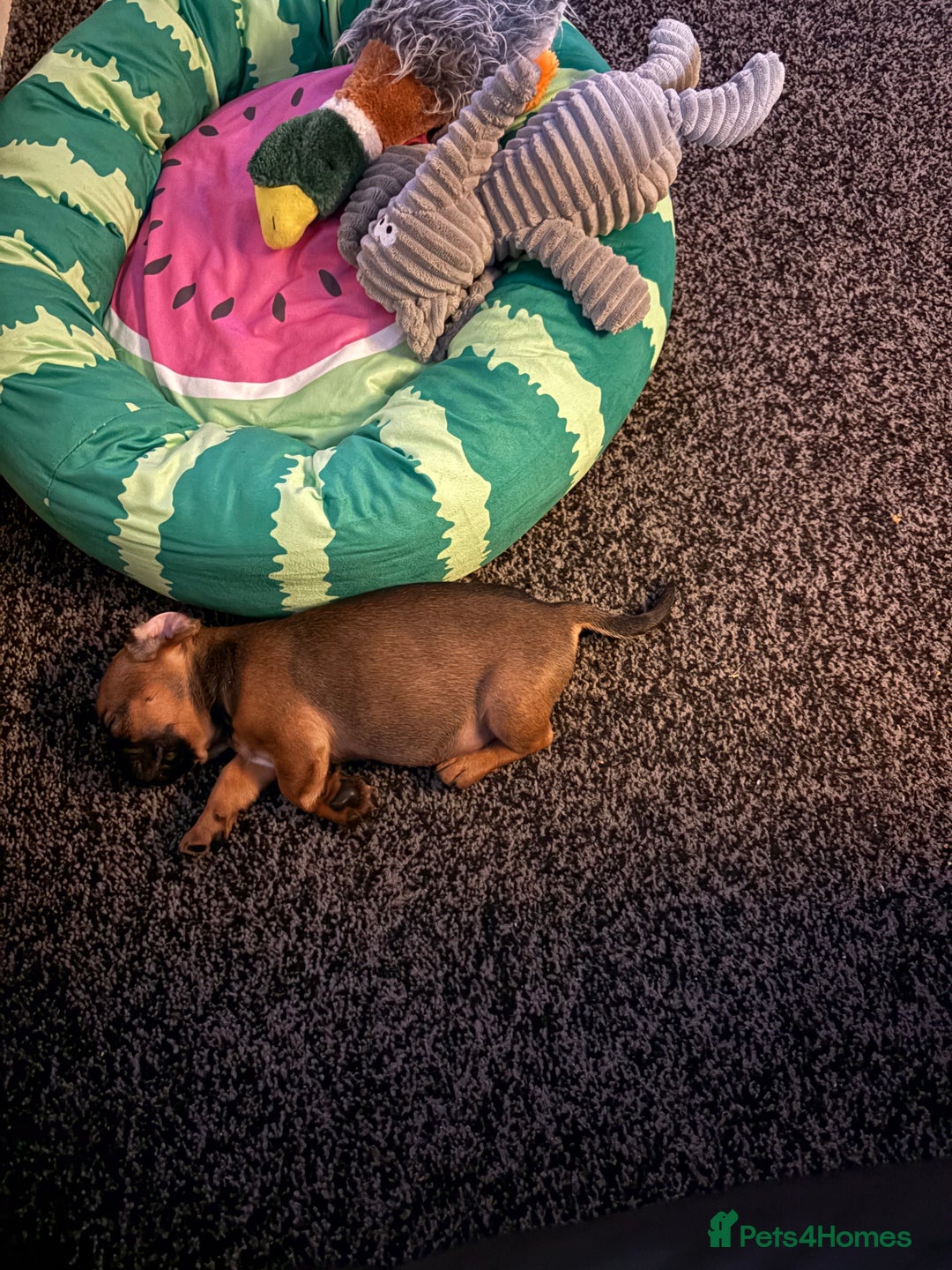 Frug dogs for sale: 12 week old frug puppy - Image 2