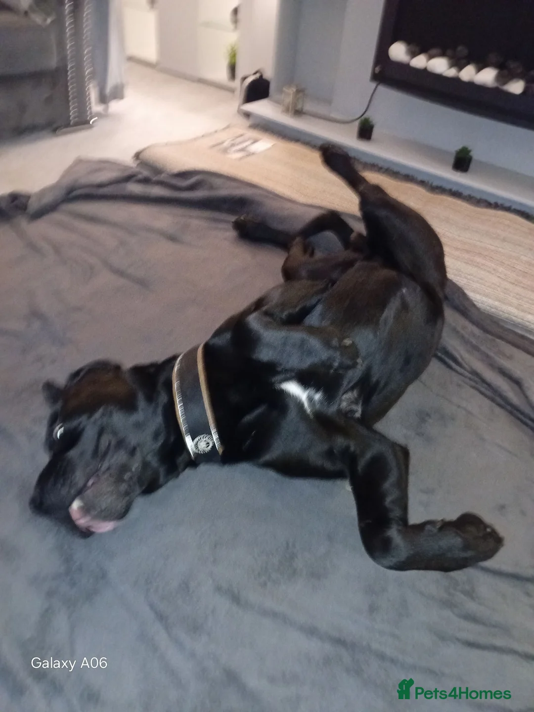 Cane Corso dogs for stud: Cane corso 4 years old  in Wallsend - Advert 5