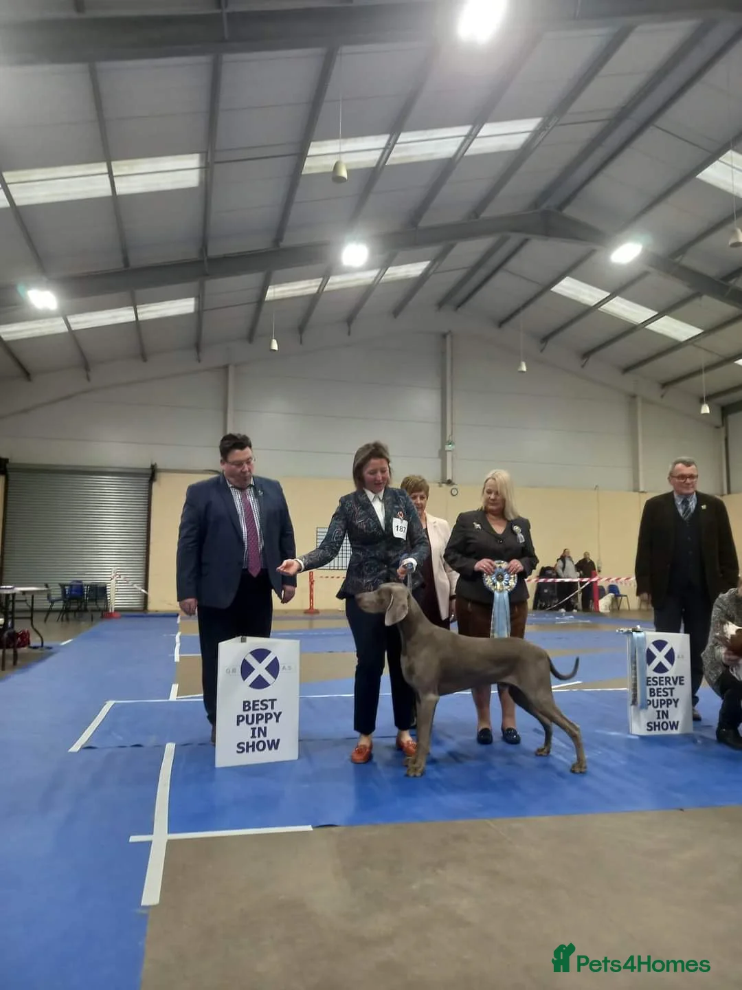 Weimaraner dogs for sale: Weimaraner outstanding puppies - Advert 7