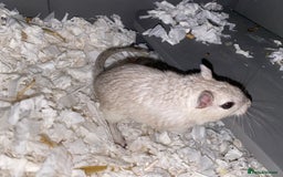 Gerbil rodents for sale: 2 female Gerbils - Image 1