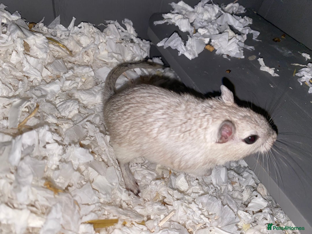 Gerbil rodents for sale: 2 female Gerbils - Image 1