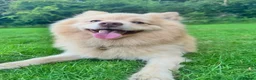 Pomeranian dogs for stud: bluebell  - Advert 2