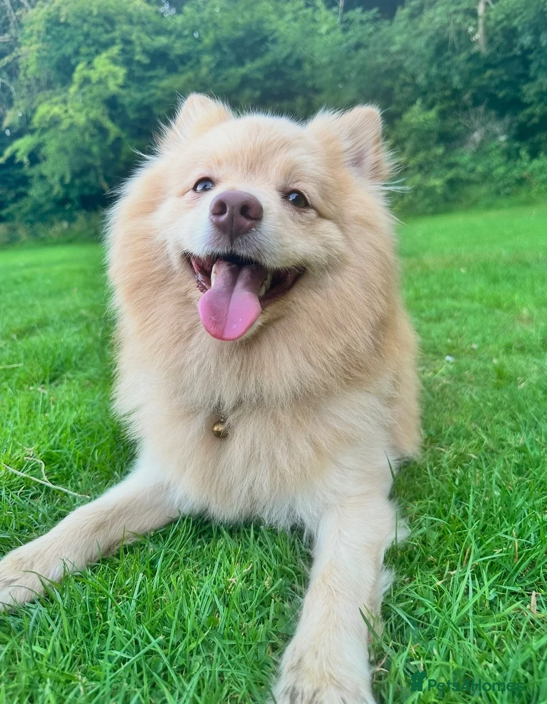Pomeranian dogs for stud: bluebell  - Advert 2