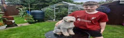 Bedlington Terrier dogs for stud: Teddy the beddy in Worksop - Advert 7
