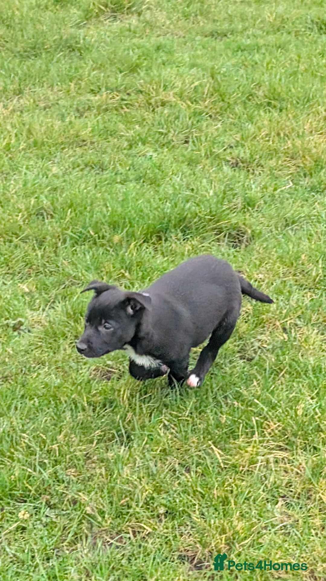 Border Collie dogs for sale: Traditional farm bred collies - Advert 4