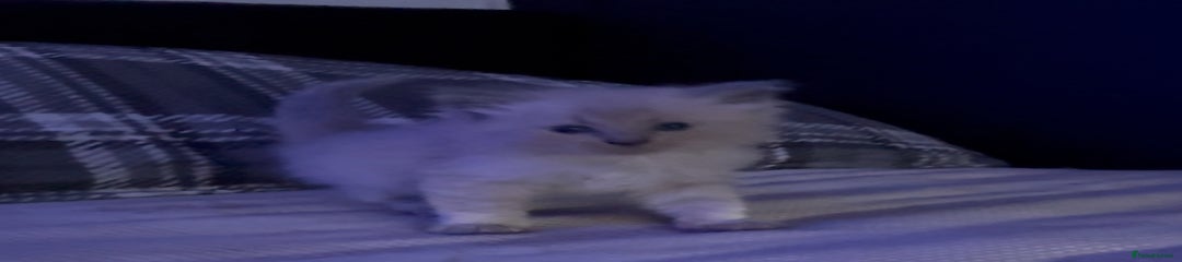 Ragdoll Kitten 1