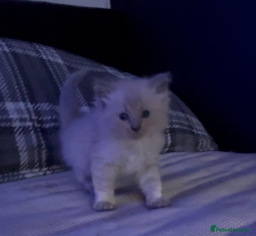 Ragdoll cats for sale: FEMALE blue mitted ragdoll x - Image 1