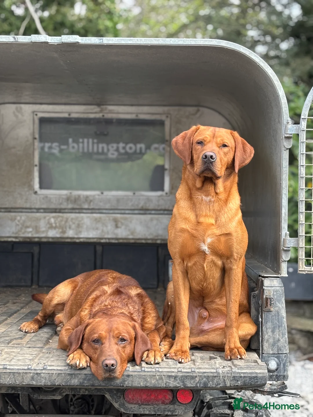 Labrador Retriever dogs for stud: 0/0 Hips & elbows fox red labrador in Leyburn - Advert 10