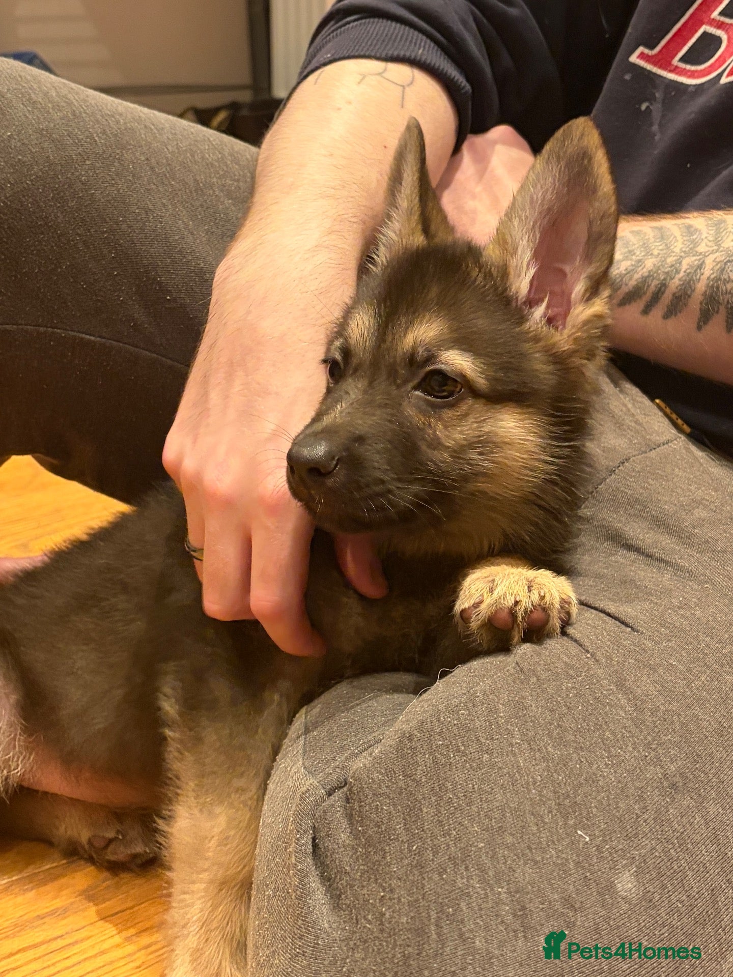 German Shepherd dogs German Shepherd Puppy Ready for New Home - Advert 10