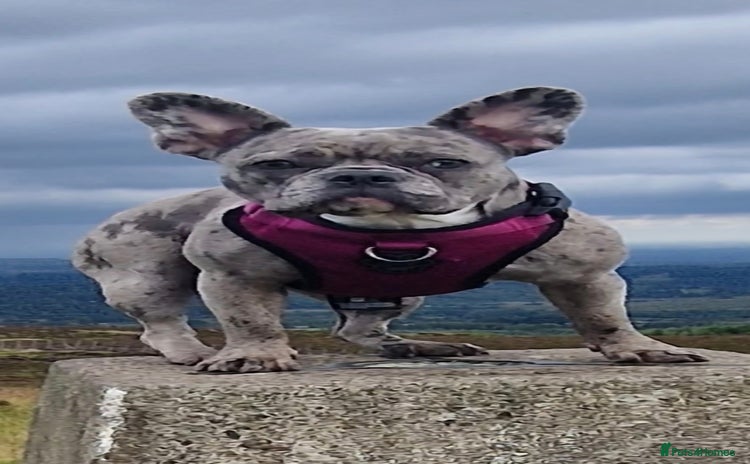 French Bulldog dogs DWKC registered beautiful French bulldogs - Advert 1