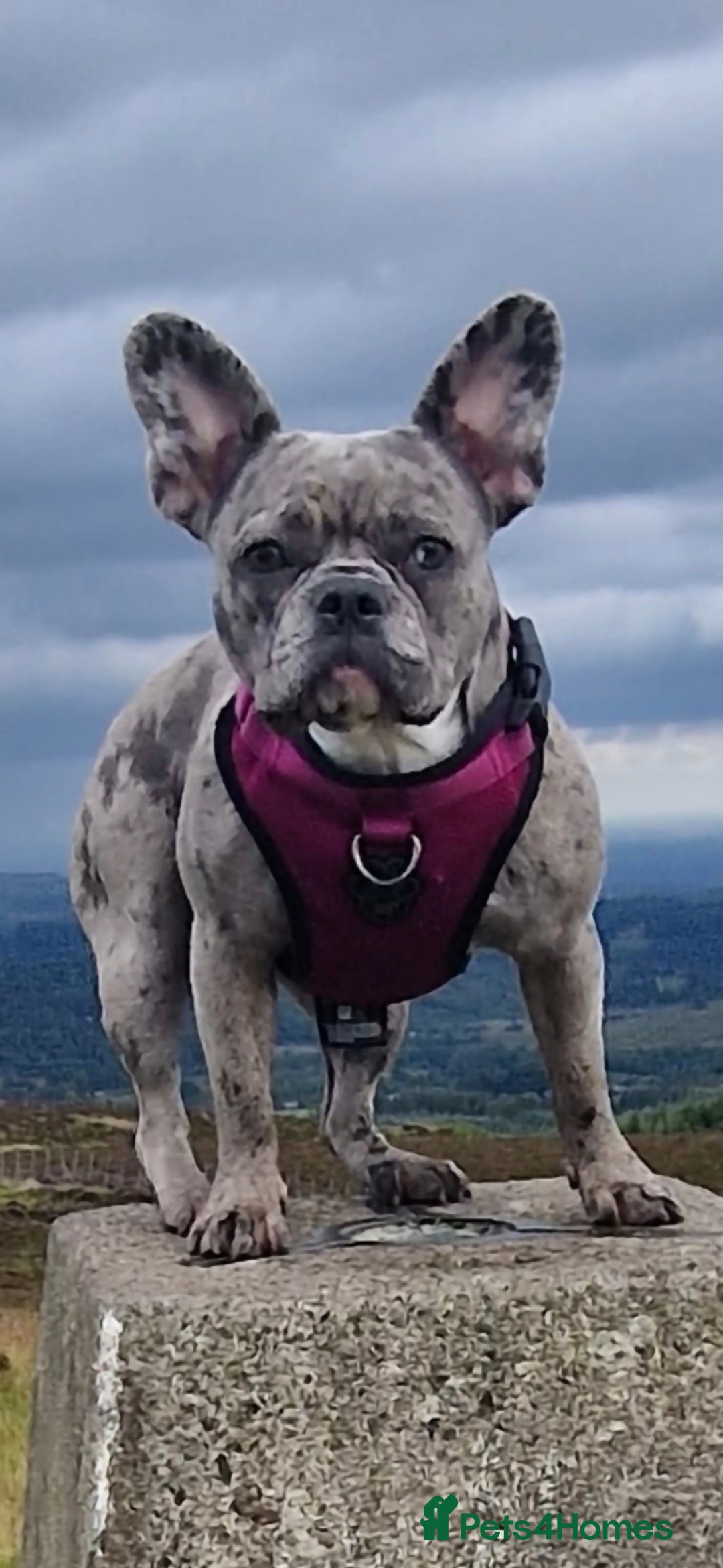 French Bulldog dogs for sale: DWKC beautiful French bulldogs prices negotiable - Advert 2