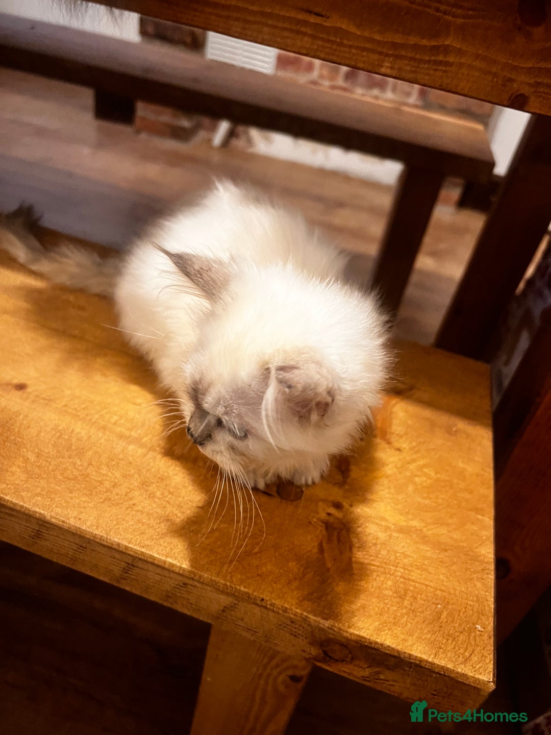 Siberian cats for sale: Three Siberian kittens!! - Image 11