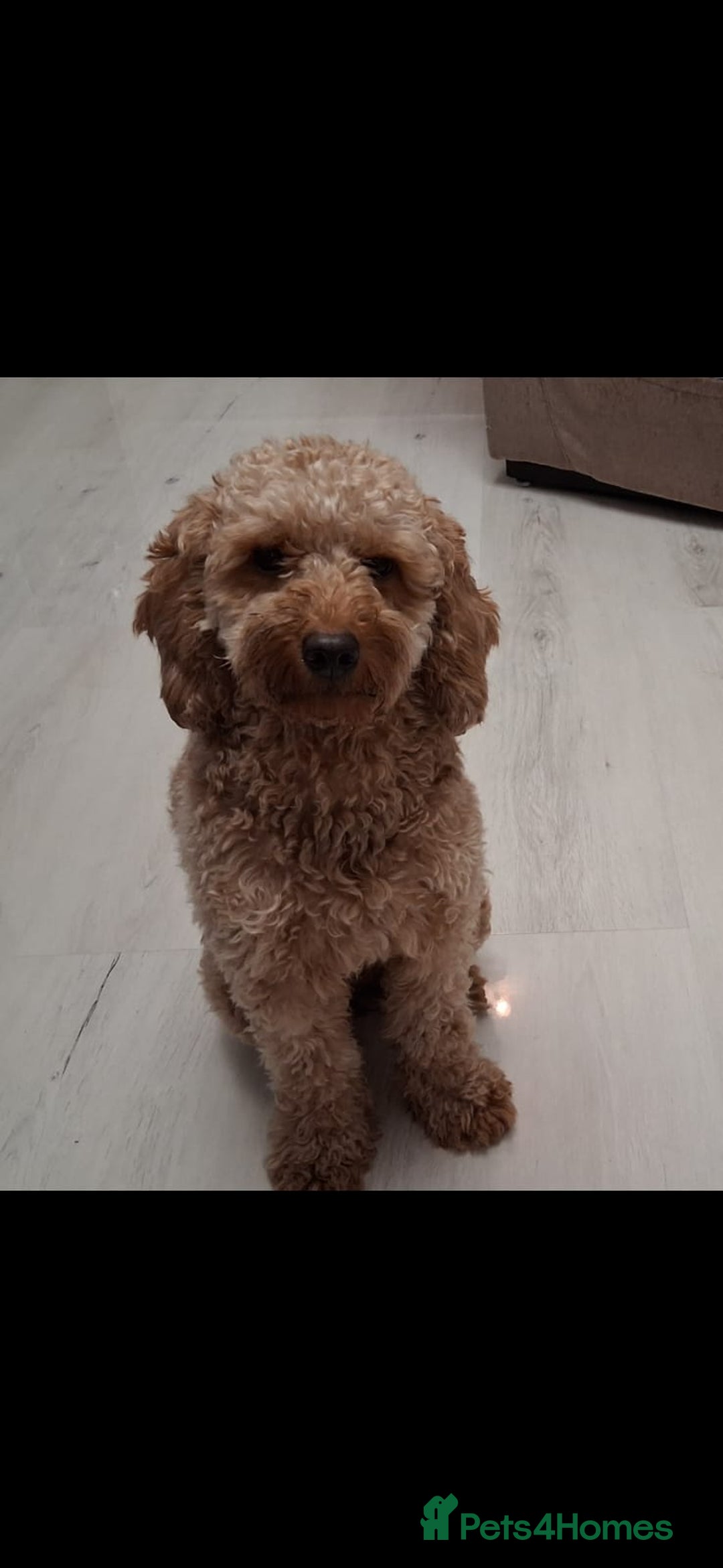 Mixed Breed dogs for sale: Yorkiepoo puppies  - Advert 2