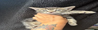 Tabby girl 3 