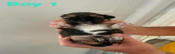 Lhasa Apso dogs for sale: Lhasa apso pups for sale  - Advert 8