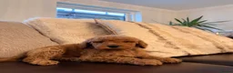 Goldendoodle dogs for sale: Super Quality Doodles  - Advert 15