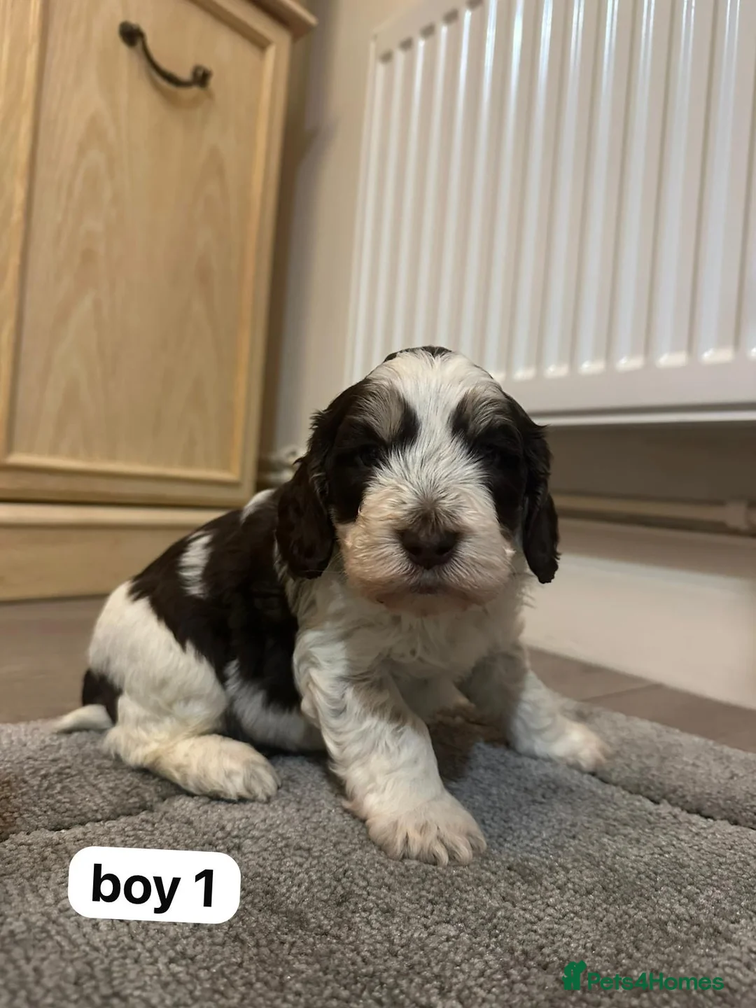 Cockapoo dogs for sale: F1 cockapoos  - Advert 4