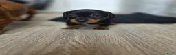 Miniature Dachshund dogs for sale: Miniature daschound REDUCED ££650££ - Advert 19