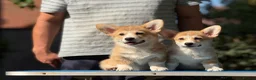 Welsh Corgi Pembroke dogs for sale: Quality  Corgi pembroke puppies available - Advert 3