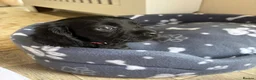 Mixed Breed dogs for sale: Cavapoo Puppies  - Advert 8