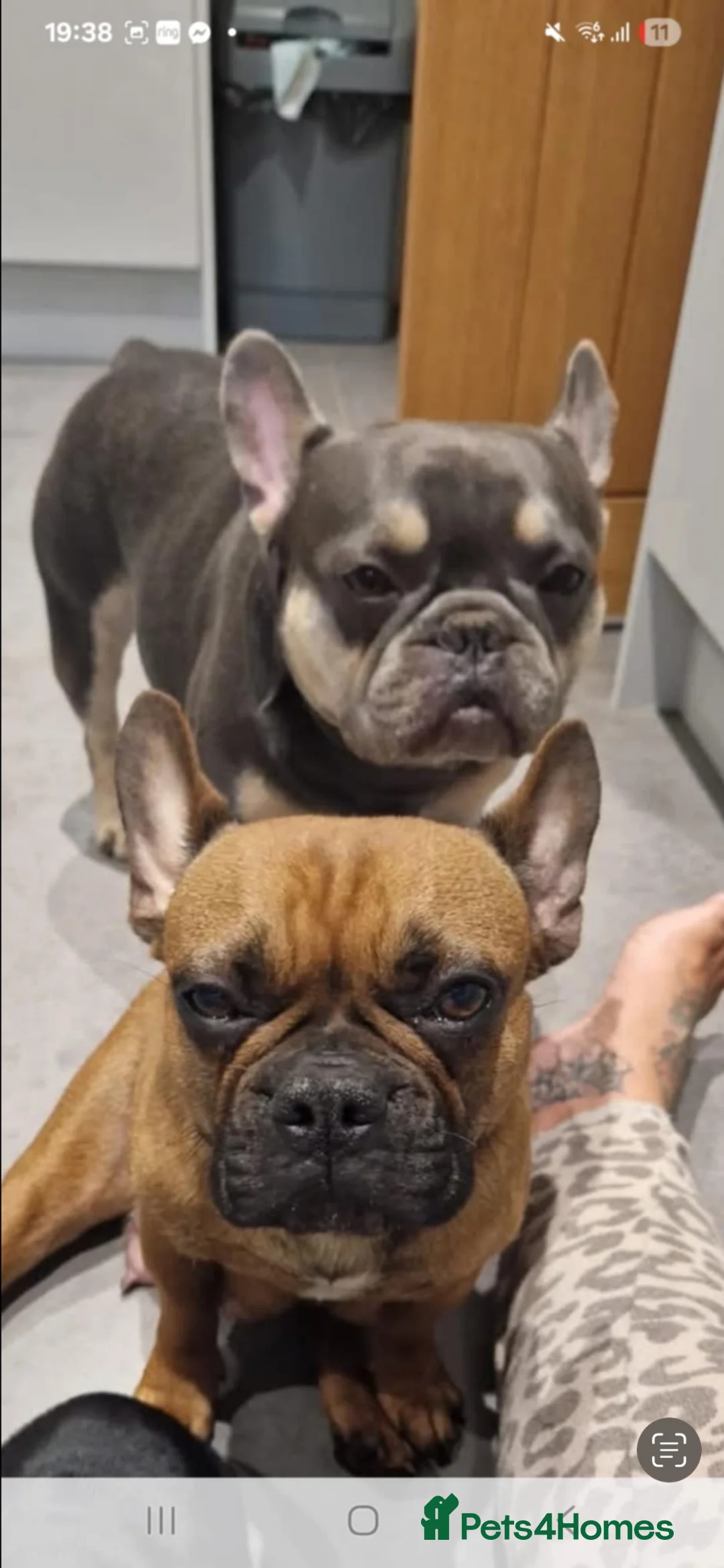 French Bulldog dogs for sale: 1 male French bull dog puppy for sale - Advert 2