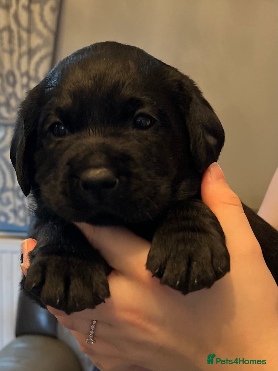 Labrador Retriever dogs for sale: KC STUNNING SHIW LABRADOR PUPPIES  - Advert 2