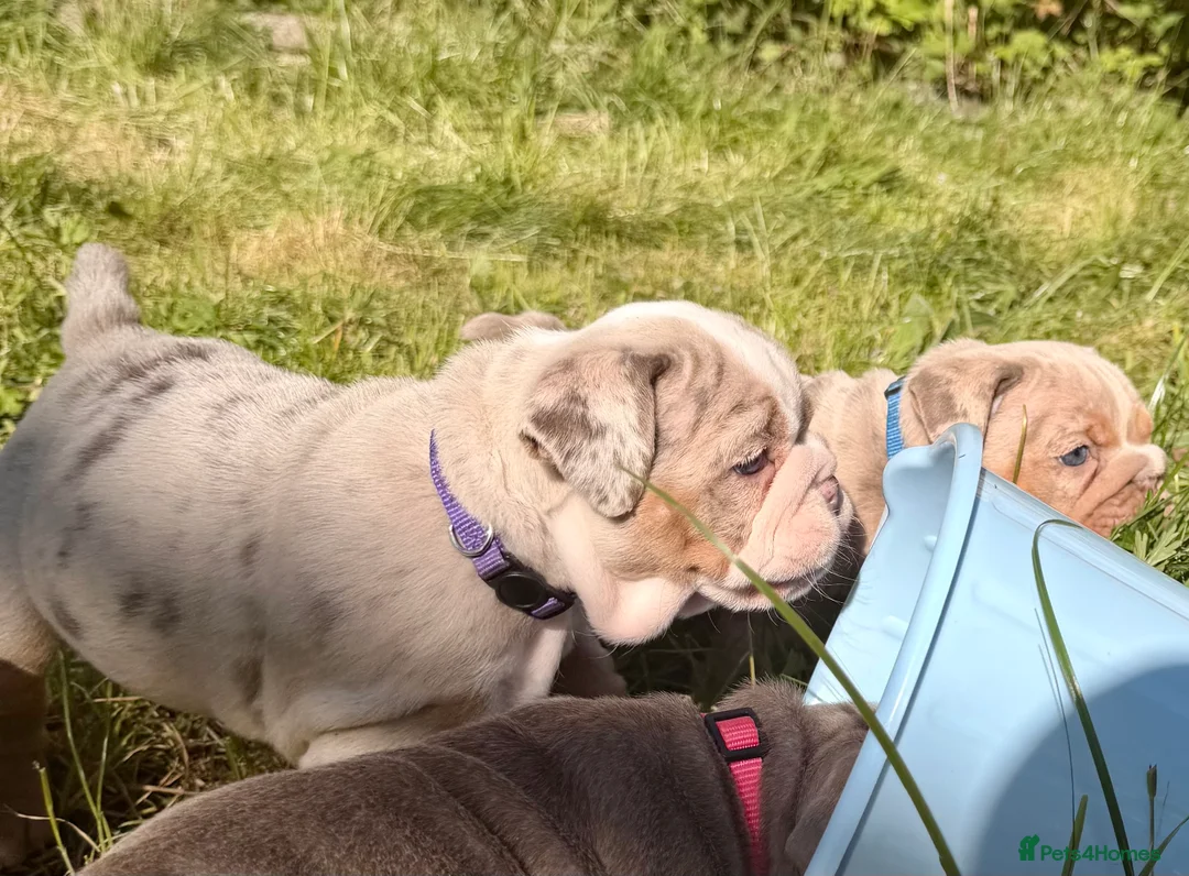 English Bulldog dogs for sale: BRITISH BULLDOG PUPPIES - Advert 2