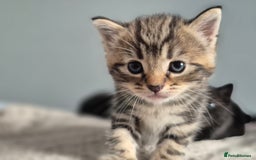 Mixed Breed cats for sale: 4 lovly kittens - Image 21