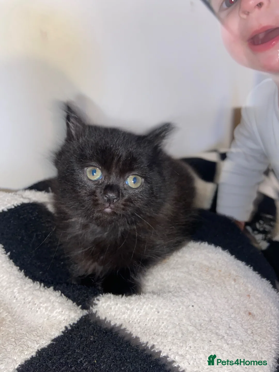 Mixed Breed cats for sale: Short and long haired kittens  in Loughborough - Advert 12
