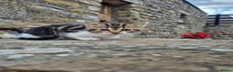 Mixed Breed cats for sale: Beautiful Tabby Kittens Available  - Advert 7