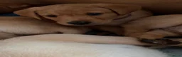 Labrador Retriever dogs for sale: Labrador puppies in Scarborough - Advert 4