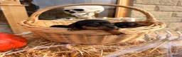 Jackshund dogs for sale: Miniature Jackshunds ✨  - Advert 11