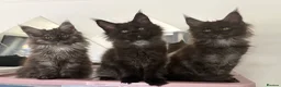 Maine Coon cats for sale: READY NOW🐾STUNNING GCCF REGISTERED MC KITTENS🐾 - Advert 3