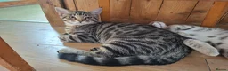 Mixed Breed cats for sale: Last 2 big boys, bengal ( mum Maine Coon) - Advert 8