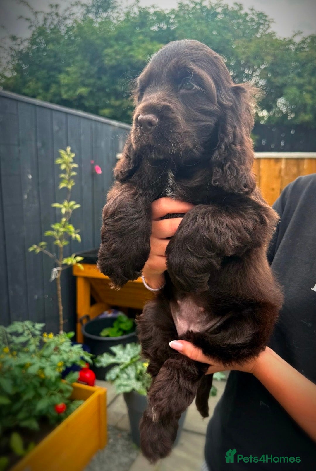Cocker Spaniel dogs Ready now!  KC Show Cocker Spaniels  - Advert 1
