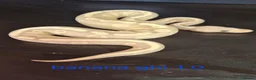 Python Snake reptiles for sale: Mixed juvinile royals - Advert 21