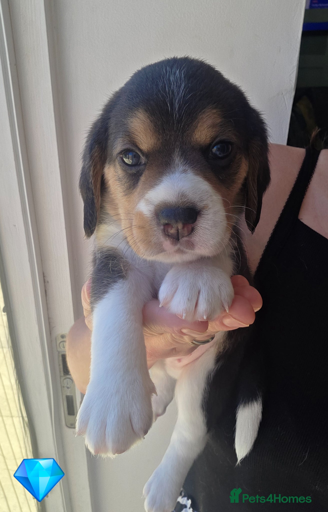 Beagle dogs Kc registered beagle puppies 🐶  - Advert 2