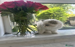 Ragdoll cats for sale: Chunky Kittens Available  - Image 14