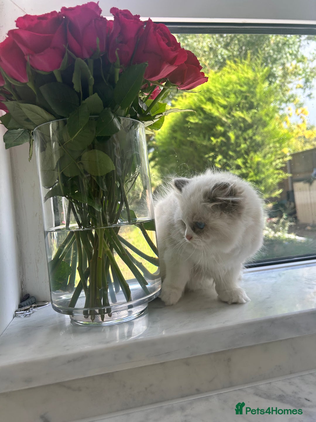 Ragdoll cats for sale: Chunky Kittens Available  - Image 14