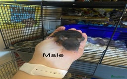 Rat rodents for sale: Baby Rats Male & Female - Image 4